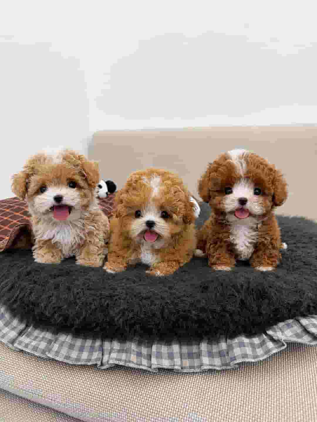 Poodle puppies
