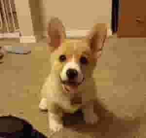 Pembroke Welsh Corgi Puppies for sale