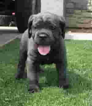 Cane Corso Puppies for sale