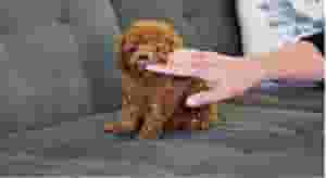 Toy Poodle puppies for sale