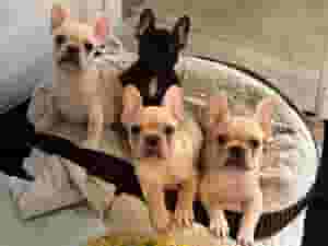 French Bulldog Puppies For Sale
