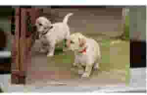Labrador Puppies for sale