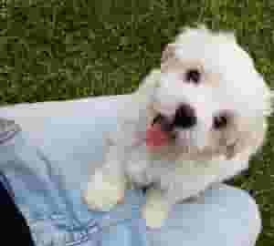 Male and Female Maltese puppies for sale
