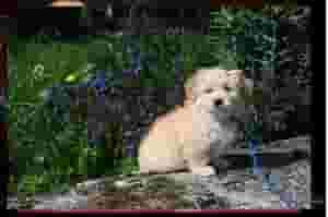 Pure breed Havanese puppies for sale