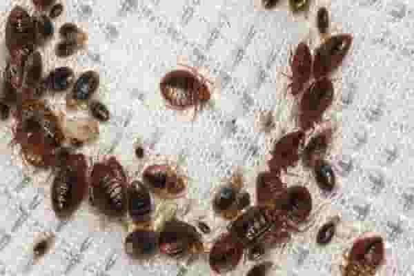 Pest Control, Rodent Control, Termite Control and Bed Bug Control Company