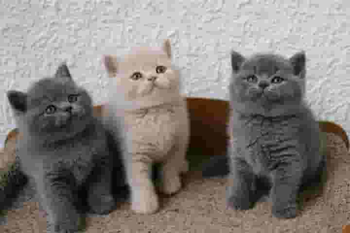 Pure breed British shorthair