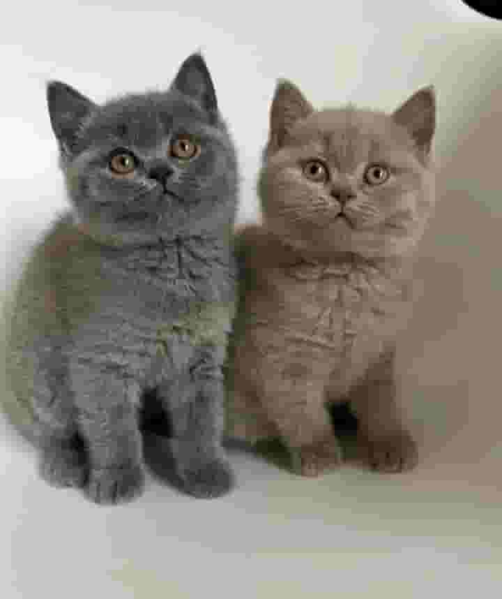 British shorthair