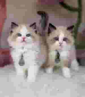 Ragdoll kittens
