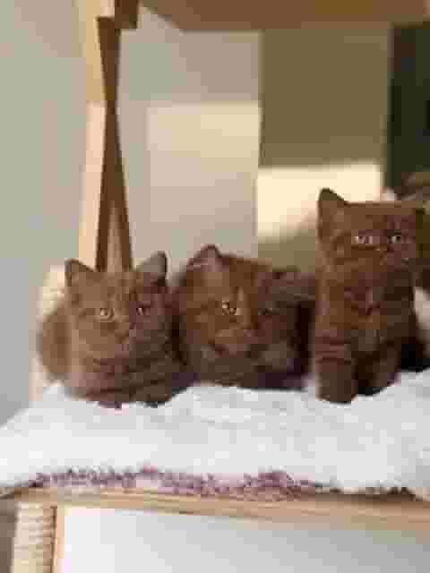 Chocolate British shorthair