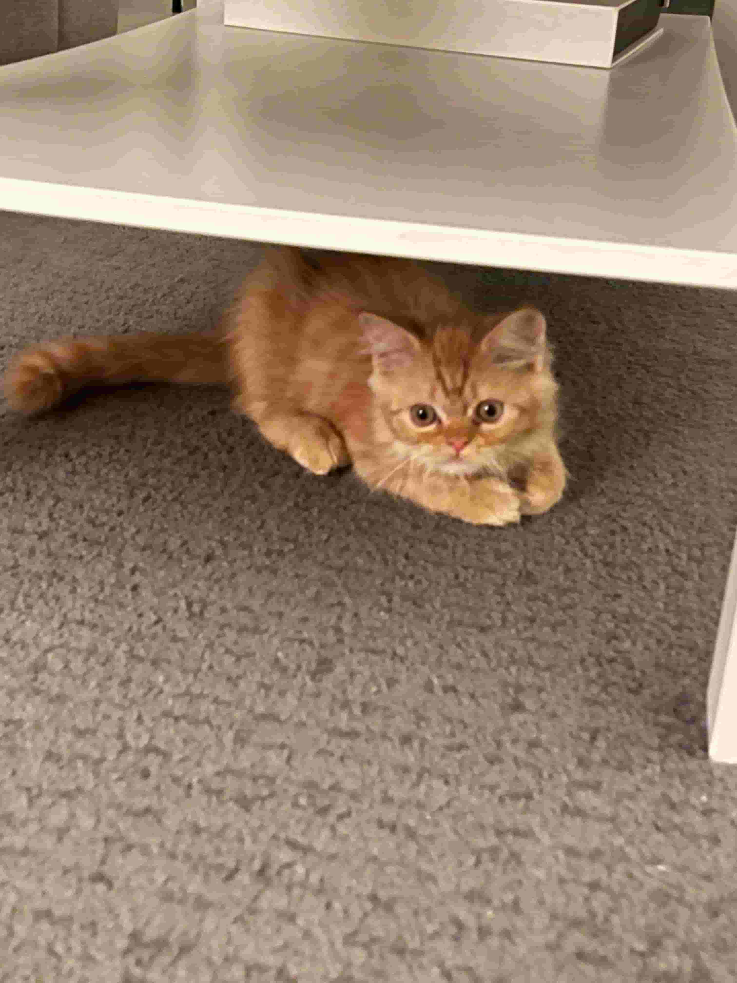 A three-month-old orange kitten