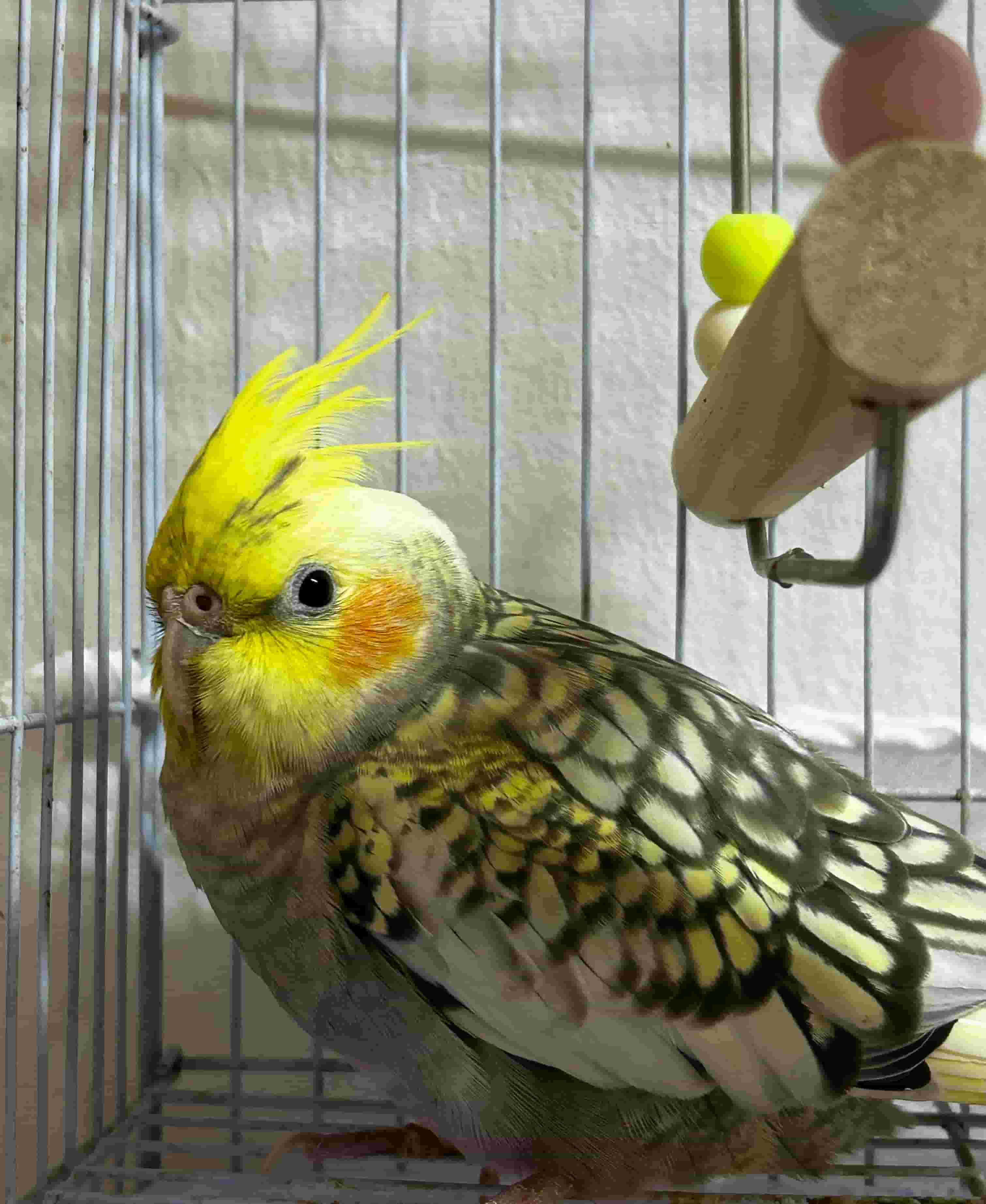 Cocktail bird (rooni)