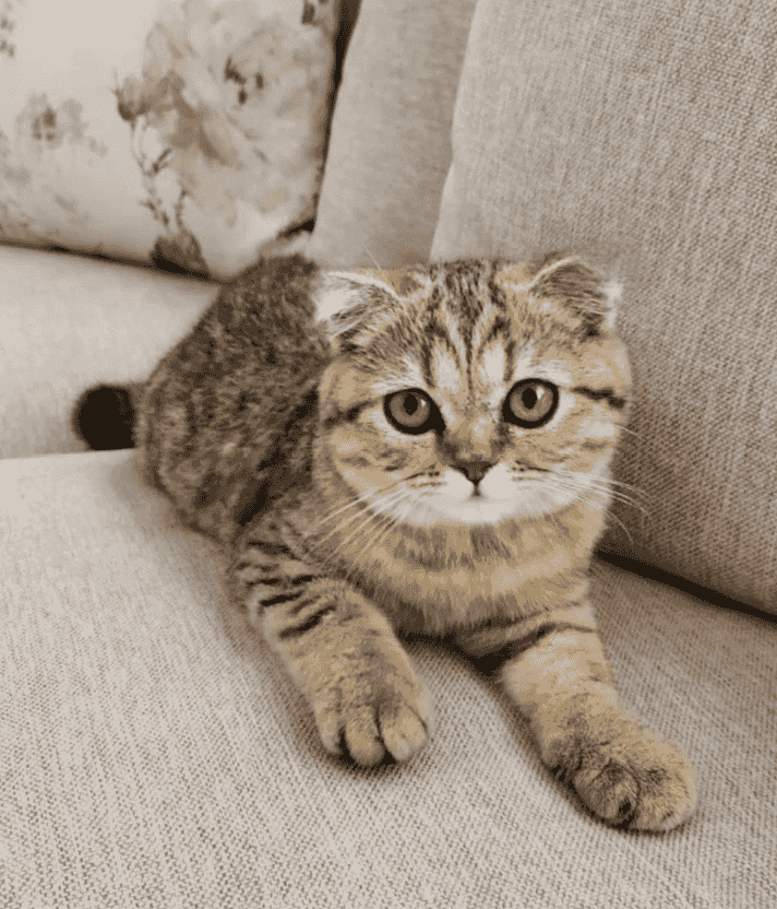 Scottish Fold and British Female Kittens 8 months
