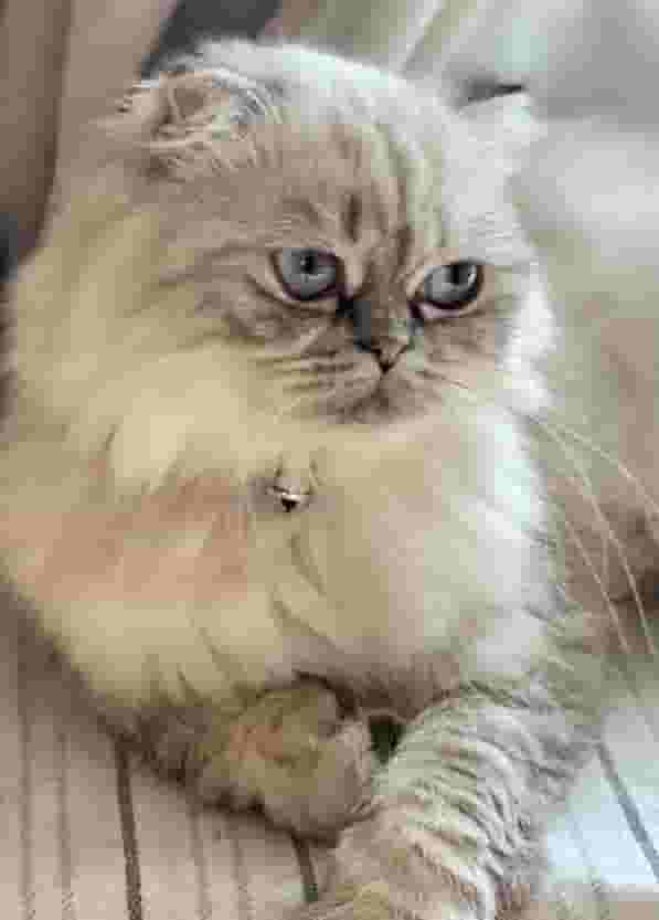 Scottish Fold Russian Pregnant