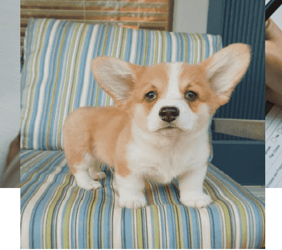 Pembroke Welsh Corgi Puppies for sale