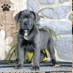 Cane Corso Puppies for sale