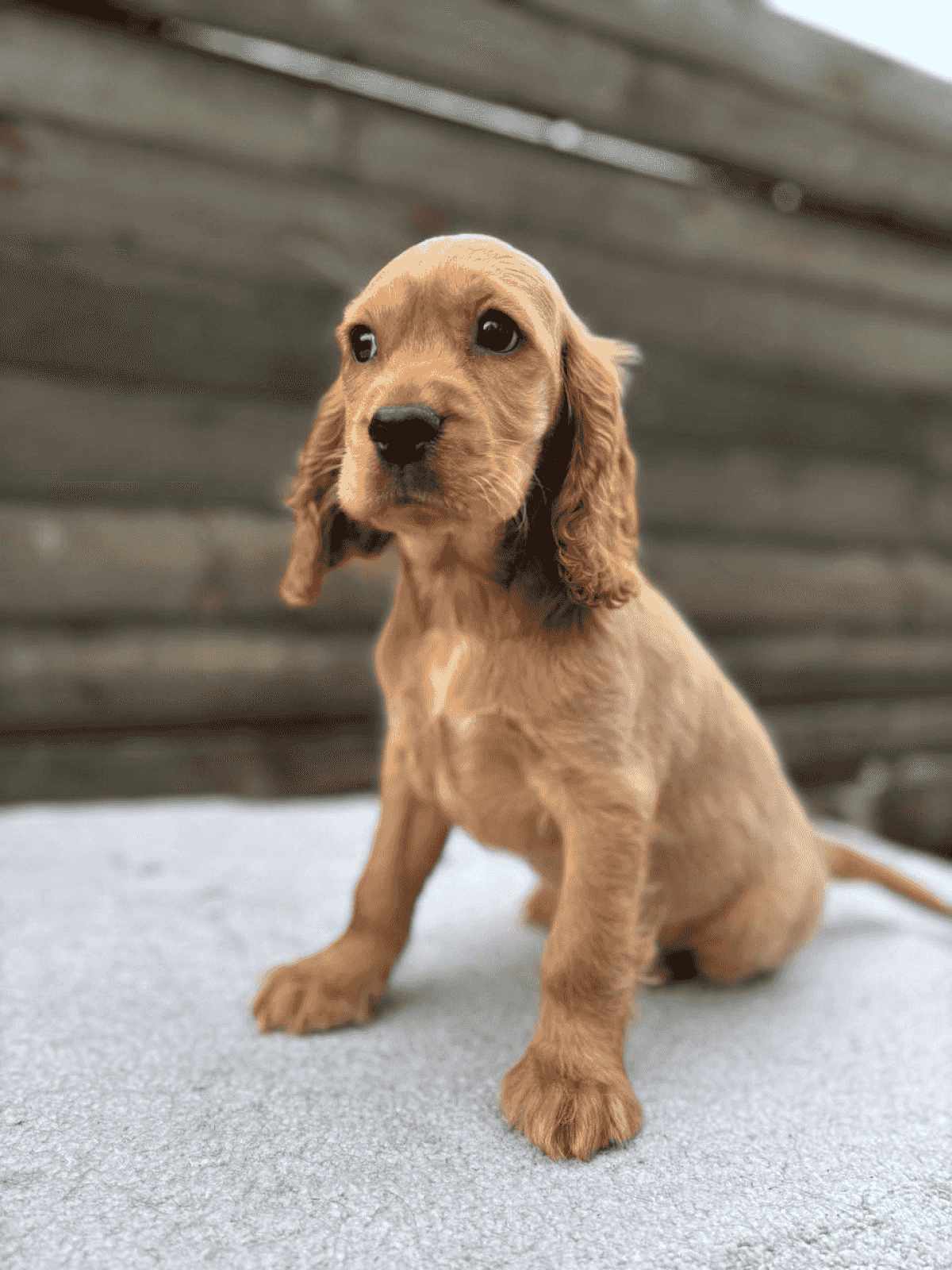 English Cocker Spaniel Puppies For Sale