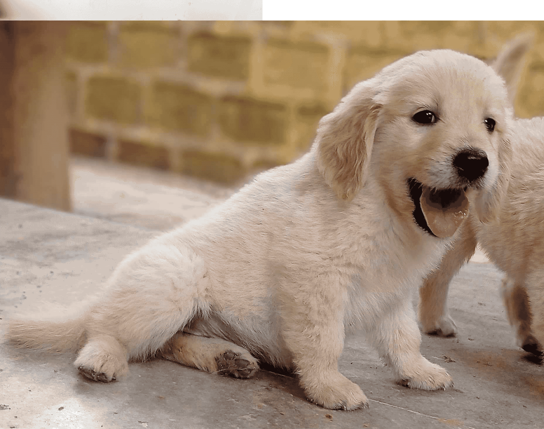 Golden Retriever Puppies for sale