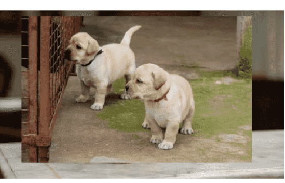 Labrador Puppies for sale
