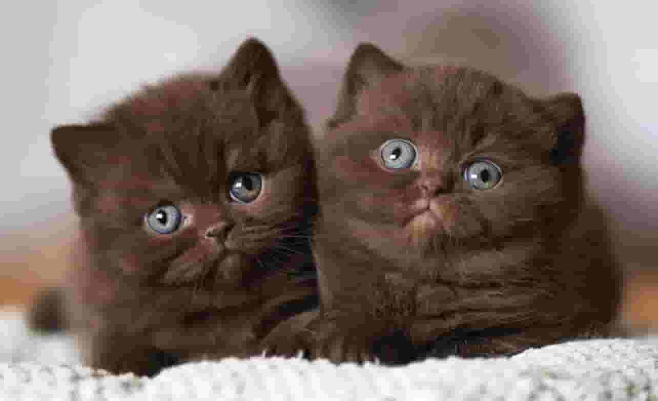 Chocolate British Shorthair → قطط بريطانية قصيرة الشعر بلون الشوكولاتة