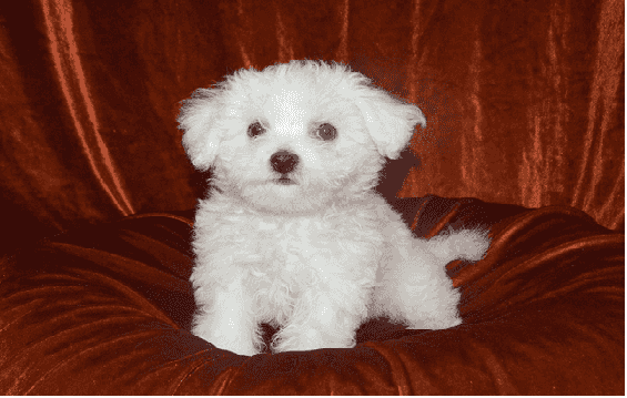 Bichon Frise Puppies for sale