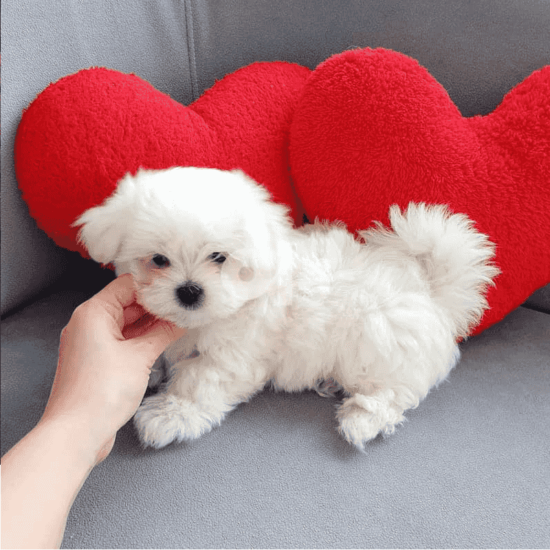 Male and Female Maltese puppies for sale