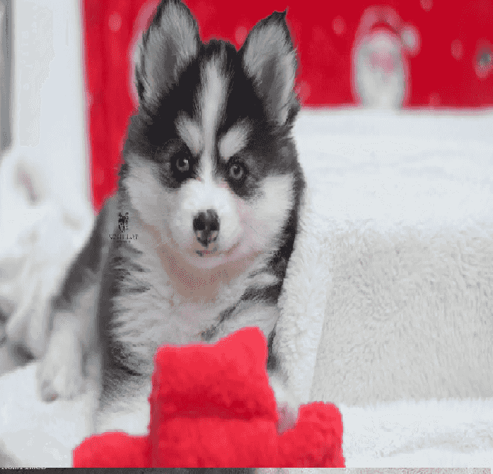 Siberian Husky puppies for sale