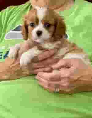 Cavalier King Charles Spaniel puppies for sale