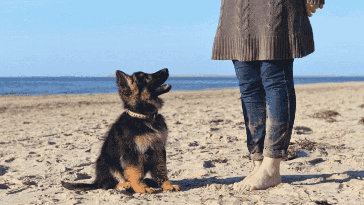 German Shepherd Puppies for sale