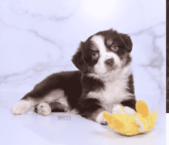 Australian Shepherds for sale