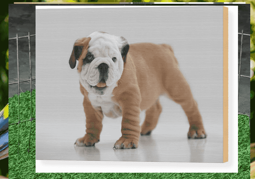 English Bulldog Puppies for sale
