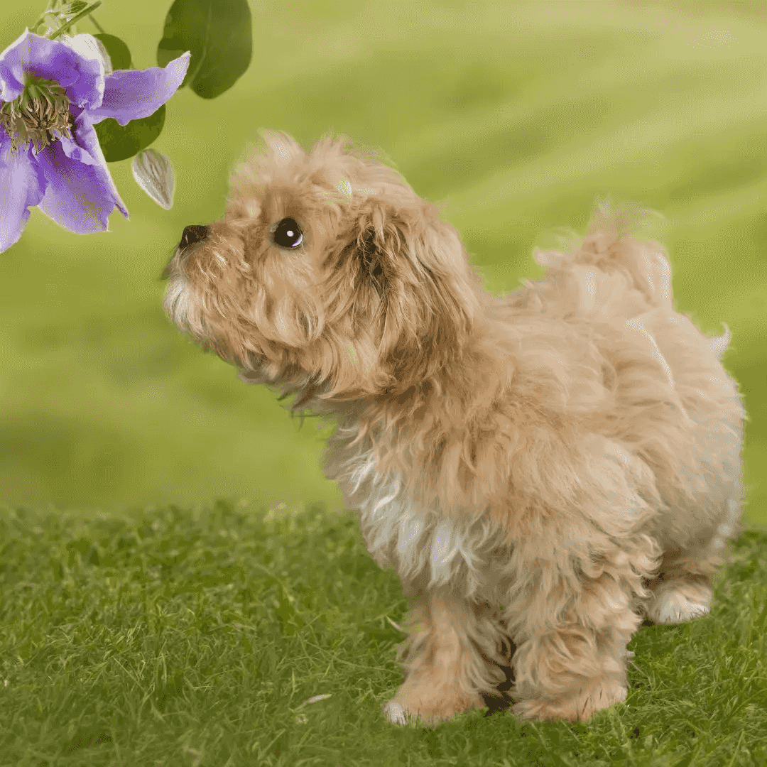 Maltipoo Puppies for sale