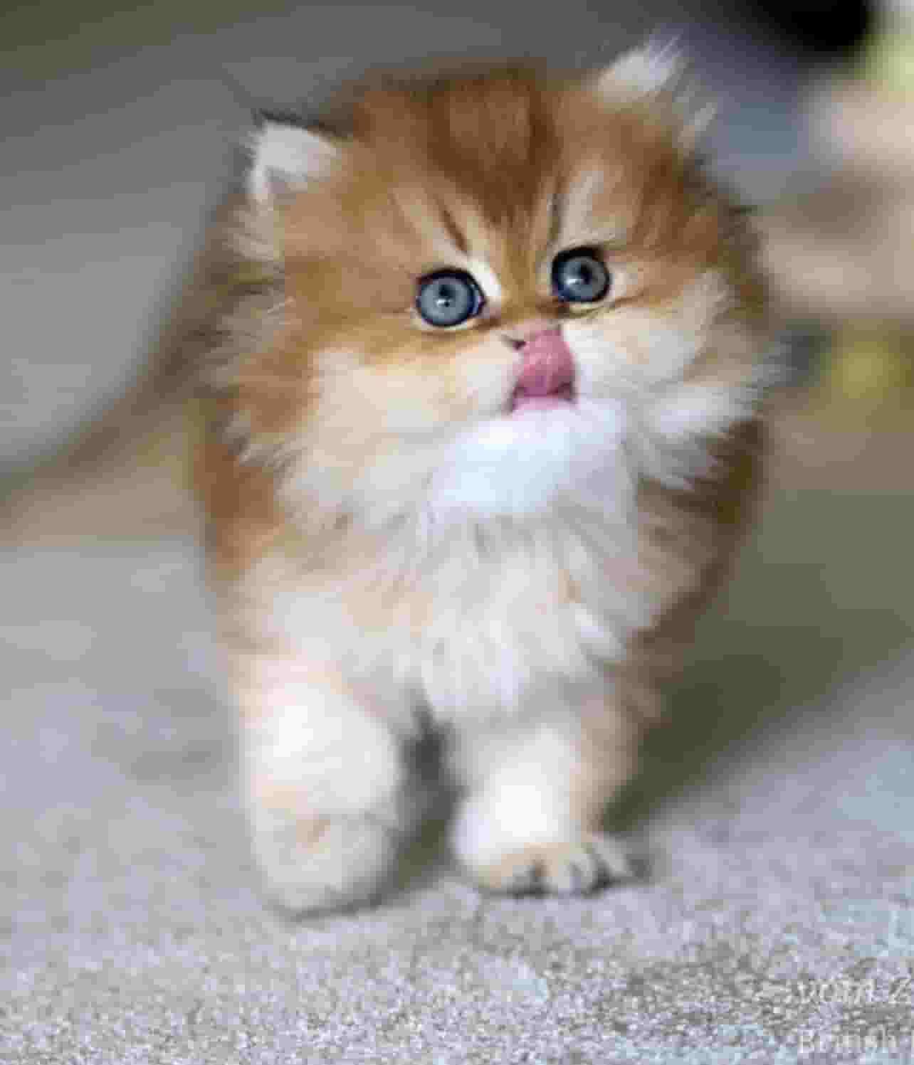 قطط Golden British Shorthair للبيع – عمر شهرين