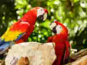 Adorable Scarlet Macaw Parrots for sale