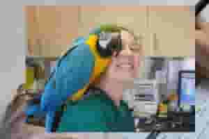 Healthy Blue and Gold Macaw Parrots for sale