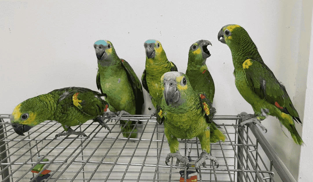 Gorgeous Amazon Parrots for sale