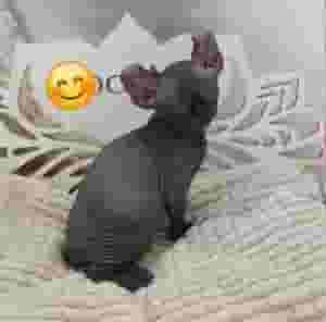 قطط Sphynx متوفرة الآن