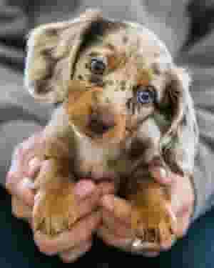 Dachshund Puppies for sale