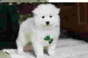 Samoyed Puppies for sale