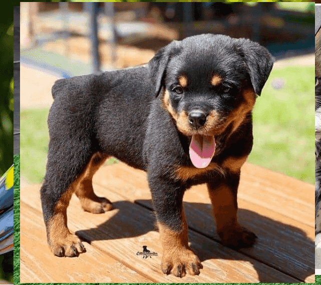 Rottweiler Puppies Now Ready