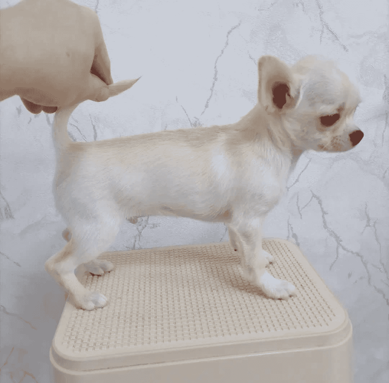Teacup Chihuahua puppies for sale