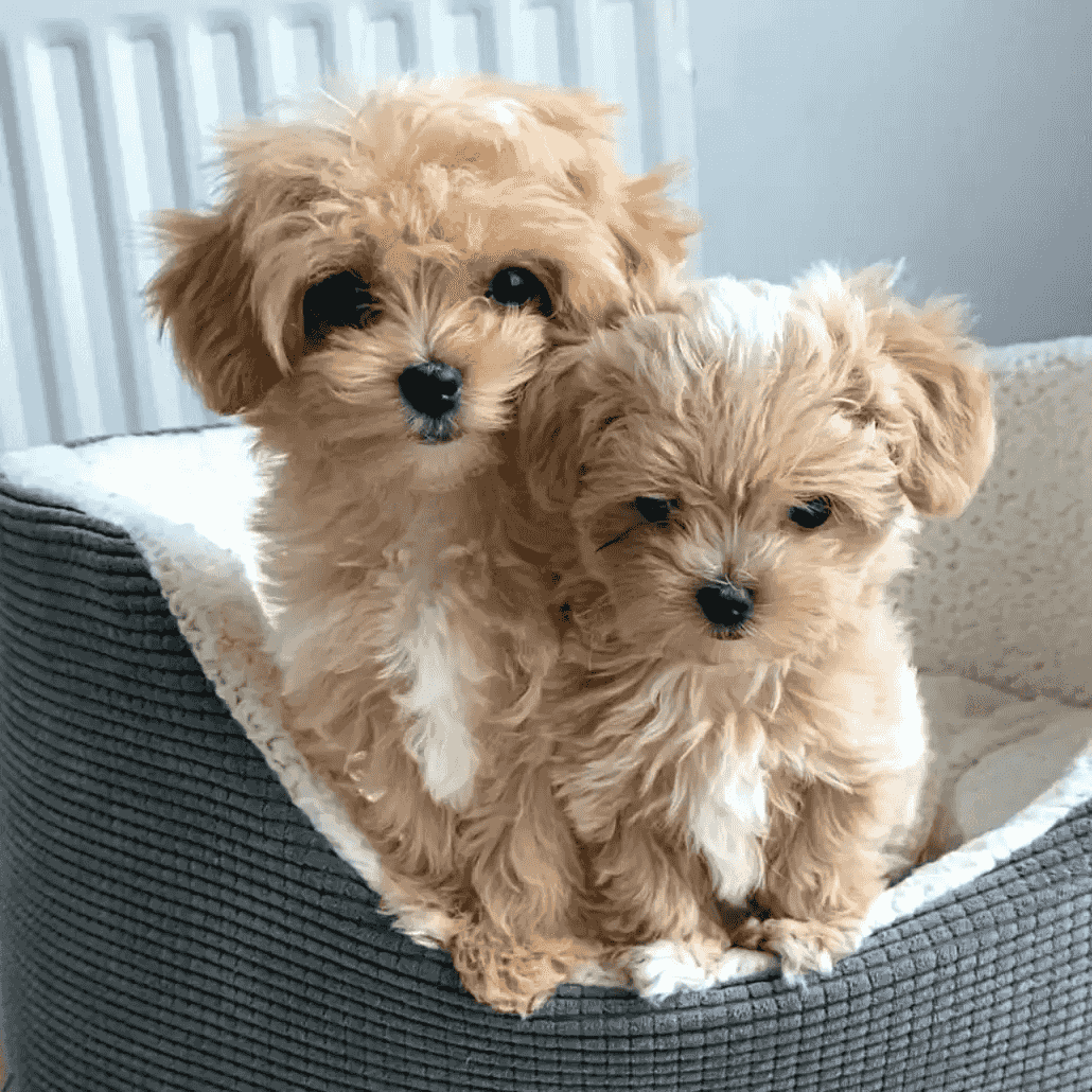 Maltipoo puppies for sale