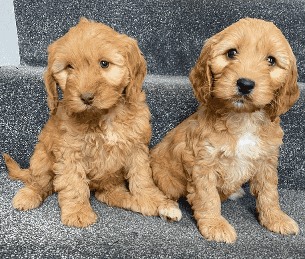 Cavapoo Puppies for sale