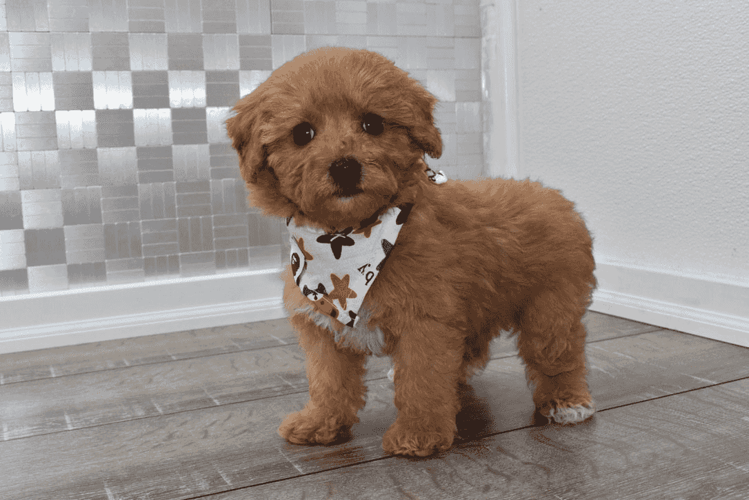 Cockapoo Puppies For Sale