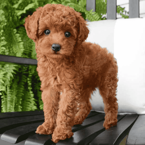 Toy Poodle puppies for sale