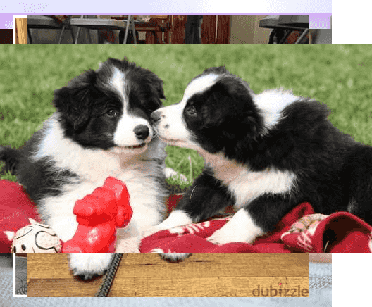 BORDER COLLIE PUPPIES FOR SALE