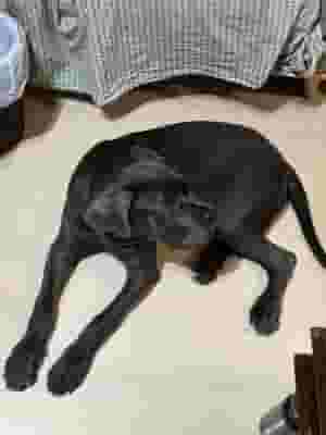 Puppy for sale
