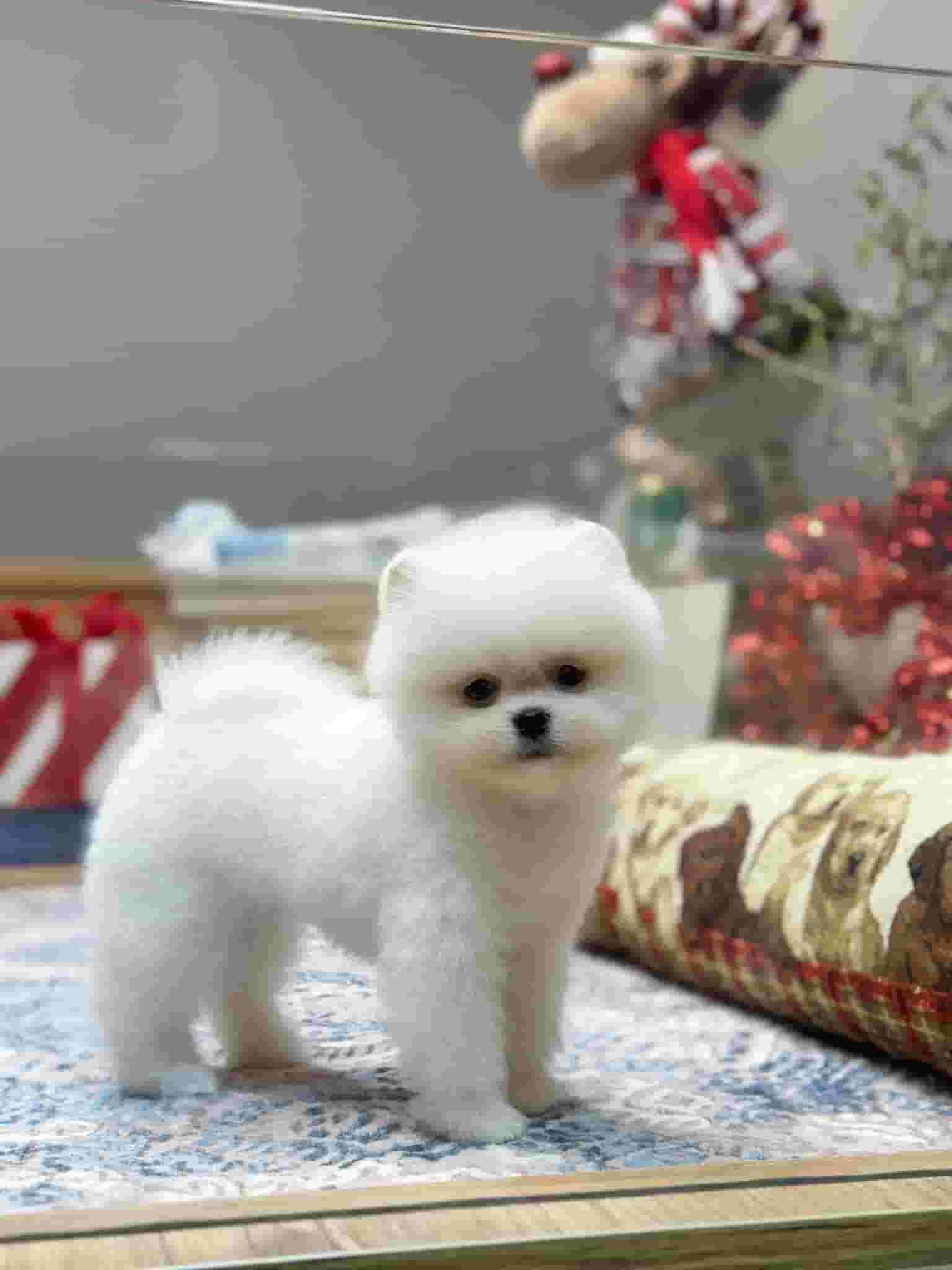 Elif is 2 months old and is used to playing to order via WhatsApp