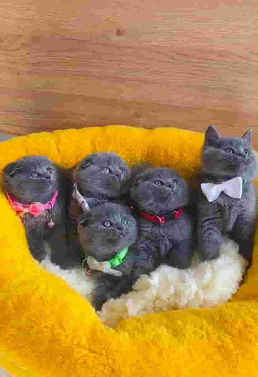 Original British grey for sale in United Arab Emirates