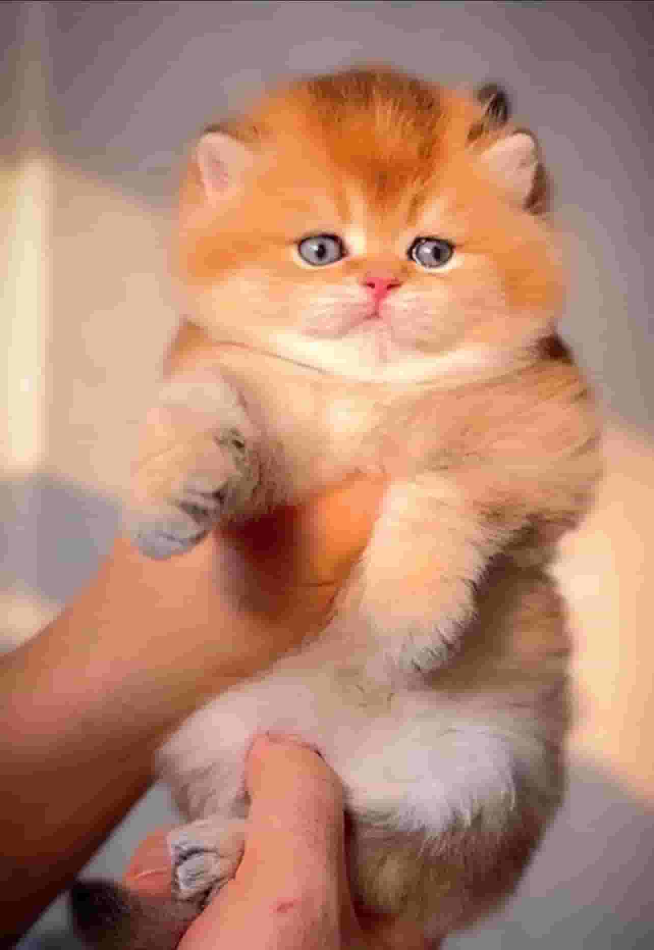 Golden British Shorthair kittens for sale — 2 months old