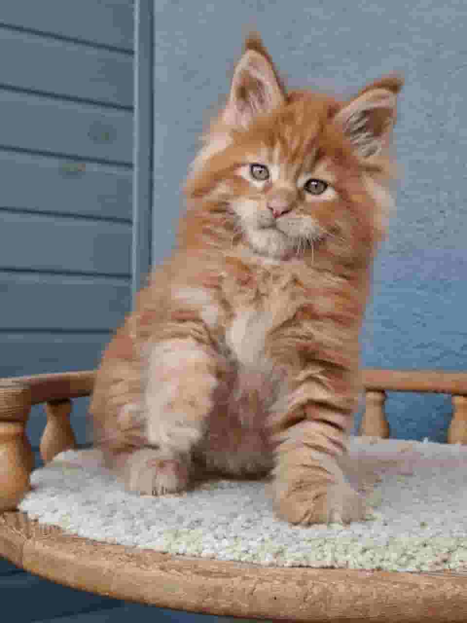 Mainecoon kitten free for adoption